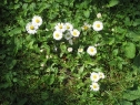 czerwiec06_29
