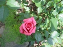 czerwiec06_5