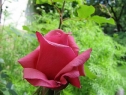czerwiec06_6