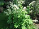 czerwiec06_7