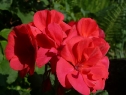 P1080303_resize