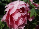 P1080353_resize