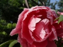 P1080362_resize