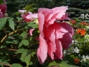 P1080364_resize