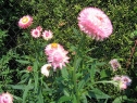 lipiec06_25