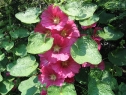 lipiec06_28
