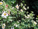 lipiec06_29