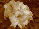 maj016