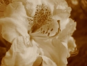 maj017
