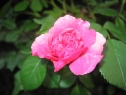 wiosna_0
