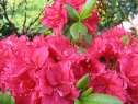 wiosna_144
