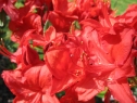 wiosna_146