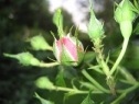 wiosna_163