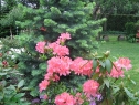 wiosna_17