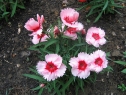 wiosna_3