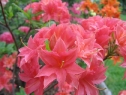 wiosna_31