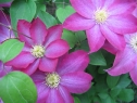 wiosna_5
