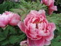 wiosna_51