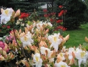 wiosna_53