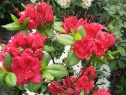 wiosna_63