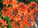 wiosna_64